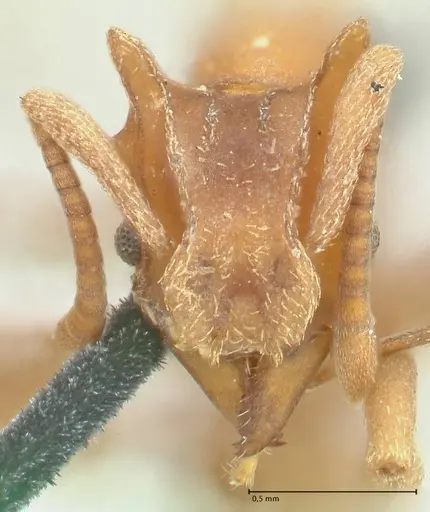 Strumigenys saliens specimen FOCOL2161-1 image focol2161-1_2