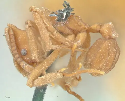 Strumigenys saliens specimen FOCOL2161-1 image focol2161-1_3
