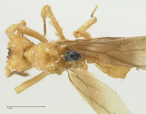 Strumigenys saliens specimen FOCOL2161-2 image focol2161-2_1