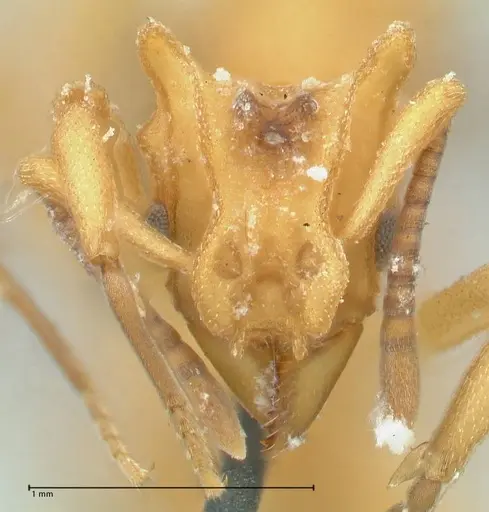Strumigenys saliens specimen FOCOL2161-2 image focol2161-2_2