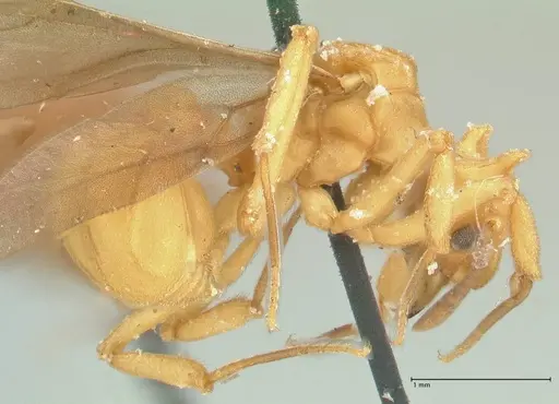 Strumigenys saliens specimen FOCOL2161-2 image focol2161-2_3
