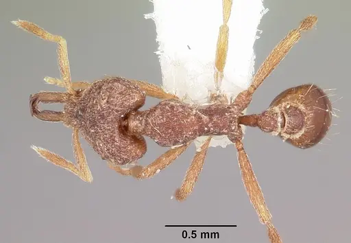 Strumigenys sardella specimen CASENT0102658 image casent0102658_1