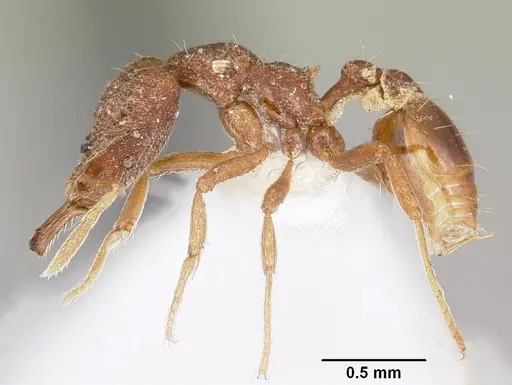 Strumigenys sardella specimen CASENT0102658 image casent0102658_3