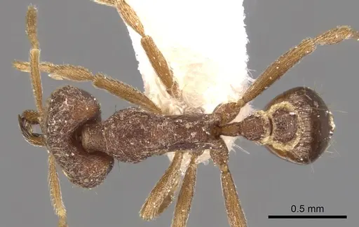 Strumigenys sardella specimen CASENT0900789 image casent0900789_1