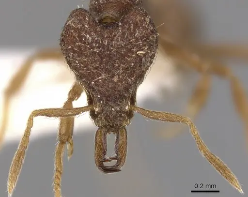Strumigenys sardella specimen CASENT0900789 image casent0900789_2