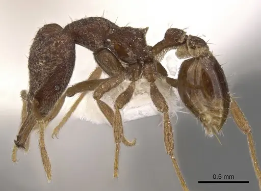 Strumigenys sardella specimen CASENT0900789 image casent0900789_3
