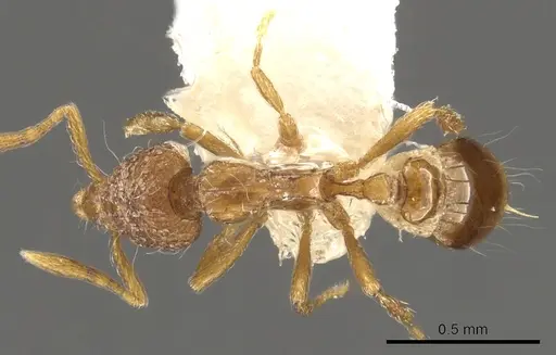 Strumigenys sardonica specimen CASENT0900098 image casent0900098_1