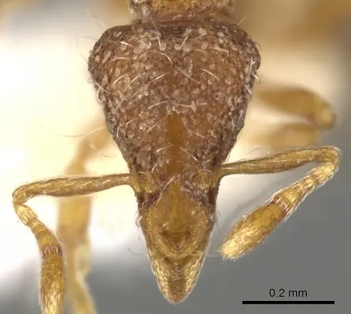 Strumigenys sardonica specimen CASENT0900098 image casent0900098_2