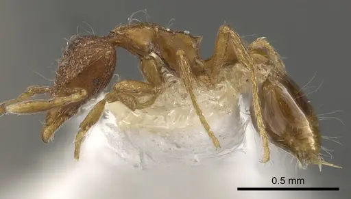 Strumigenys sardonica specimen CASENT0900098 image casent0900098_3