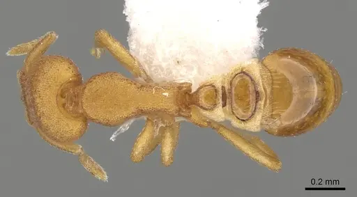 Strumigenys sauteri specimen CASENT0280702 image casent0280702_1