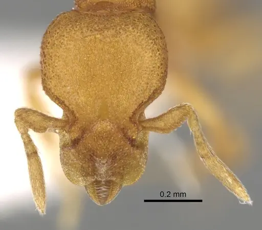 Strumigenys sauteri specimen CASENT0280702 image casent0280702_2