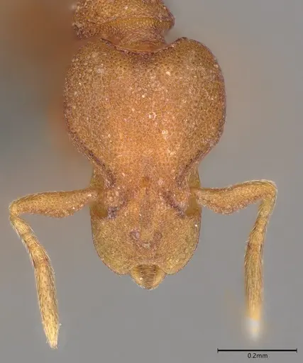 Strumigenys sauteri specimen CASENT0728915 image casent0728915_1