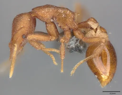 Strumigenys sauteri specimen CASENT0728915 image casent0728915_2