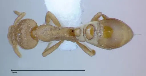 Strumigenys sauteri specimen FOCOL0192 image focol0192_1