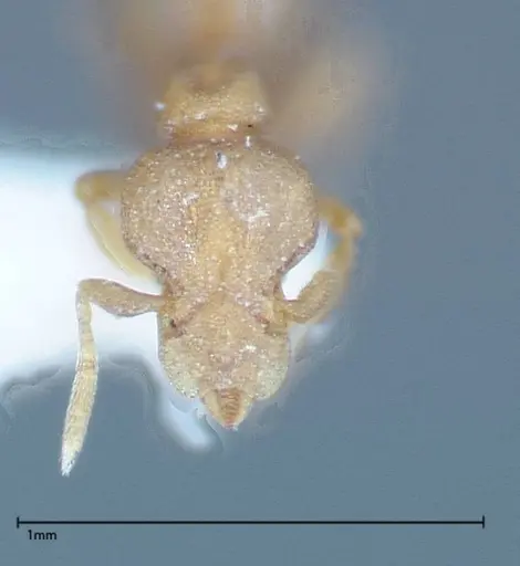 Strumigenys sauteri specimen FOCOL0192 image focol0192_2