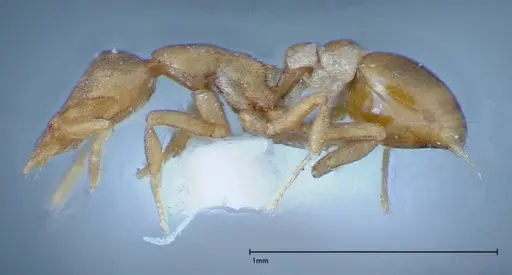 Strumigenys sauteri specimen FOCOL0192 image focol0192_3