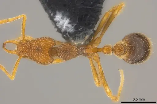 Strumigenys scelesta specimen CASENT0186833 image casent0186833_1