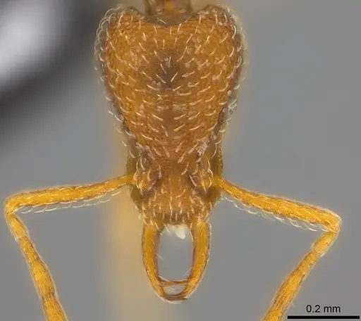 Strumigenys scelesta specimen CASENT0186833 image casent0186833_2