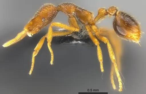 Strumigenys scelesta specimen CASENT0186833 image casent0186833_3