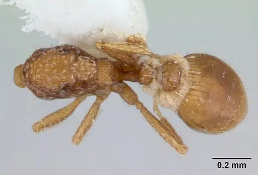 Strumigenys schmalzi specimen CASENT0178127 image casent0178127_1