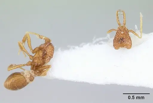 Strumigenys schmalzi specimen CASENT0178127 image casent0178127_2