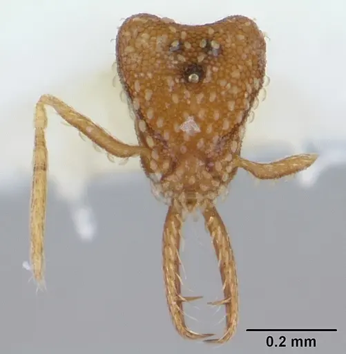 Strumigenys schmalzi specimen CASENT0178127 image casent0178127_3