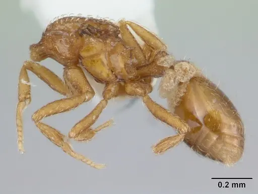 Strumigenys schmalzi specimen CASENT0178127 image casent0178127_4