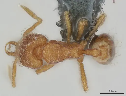 Strumigenys schmalzi specimen CASENT0372328 image casent0372328_1