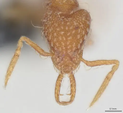 Strumigenys schmalzi specimen CASENT0372328 image casent0372328_2