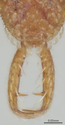 Strumigenys schmalzi specimen CASENT0372328 image casent0372328_3