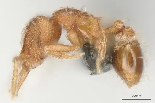 Strumigenys schmalzi specimen CASENT0372328 image casent0372328_4