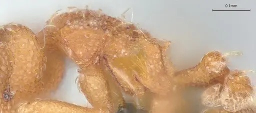 Strumigenys schmalzi specimen CASENT0372328 image casent0372328_5