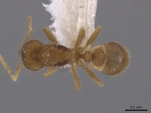Strumigenys schmalzi specimen CASENT0658935 image casent0658935_1