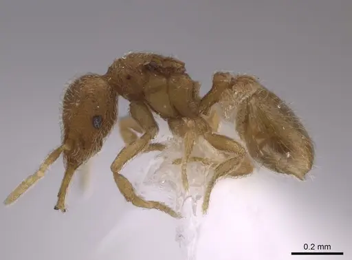 Strumigenys schmalzi specimen CASENT0658935 image casent0658935_3