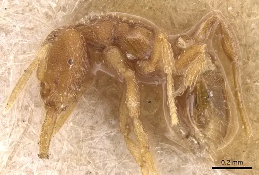 Strumigenys schmalzi specimen CASENT0904938 image casent0904938_3