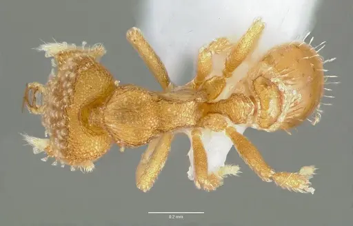 Strumigenys schuetzi specimen CASENT0005631 image casent0005631_1
