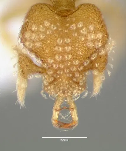 Strumigenys schuetzi specimen CASENT0005631 image casent0005631_2