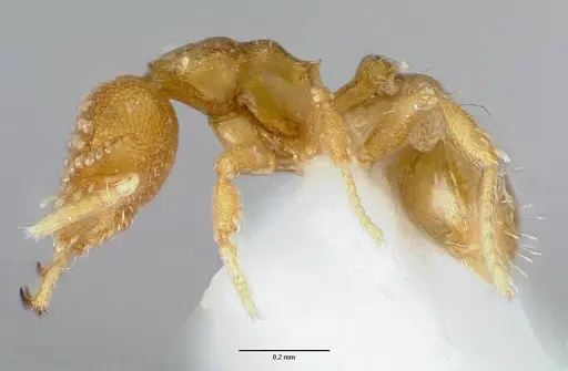 Strumigenys schuetzi specimen CASENT0005631 image casent0005631_3