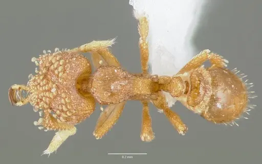 Strumigenys schuetzi specimen CASENT0005632 image casent0005632_1