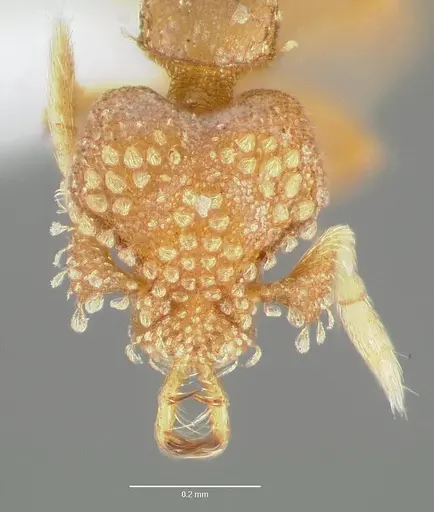 Strumigenys schuetzi specimen CASENT0005632 image casent0005632_2