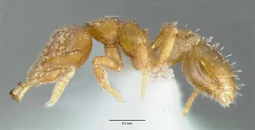 Strumigenys schuetzi specimen CASENT0005632 image casent0005632_3