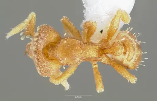 Strumigenys schuetzi specimen CASENT0005633 image casent0005633_1