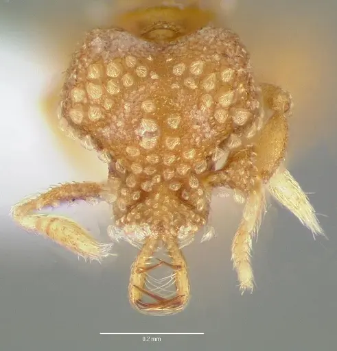 Strumigenys schuetzi specimen CASENT0005633 image casent0005633_2
