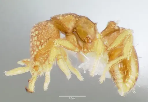 Strumigenys schuetzi specimen CASENT0005633 image casent0005633_3