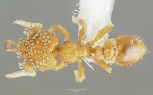 Strumigenys schuetzi specimen CASENT0005634 image casent0005634_1