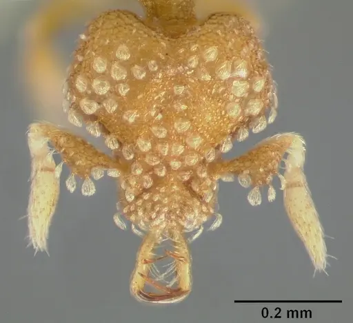 Strumigenys schuetzi specimen CASENT0005634 image casent0005634_2