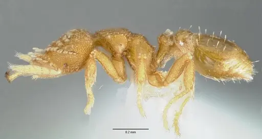 Strumigenys schuetzi specimen CASENT0005634 image casent0005634_3