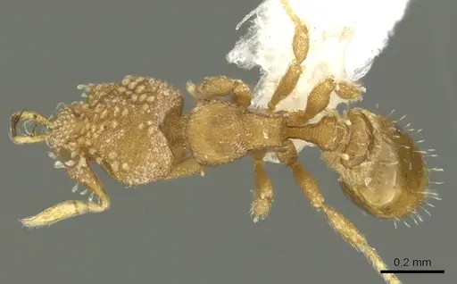 Strumigenys schuetzi specimen CASENT0900686 image casent0900686_1