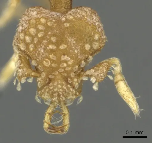 Strumigenys schuetzi specimen CASENT0900686 image casent0900686_2