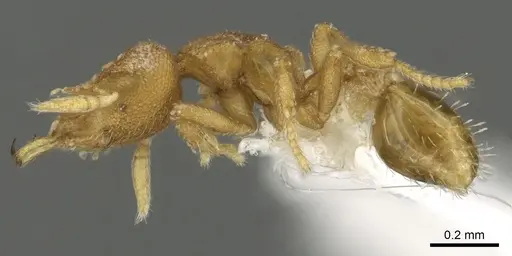 Strumigenys schuetzi specimen CASENT0900686 image casent0900686_3